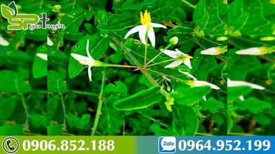 Uống nhiều nước cây Cà Gai Leo có tốt không