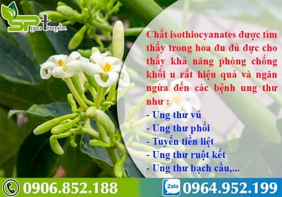 Cách dùng hoa Đu Đủ Đực chữa ung thư