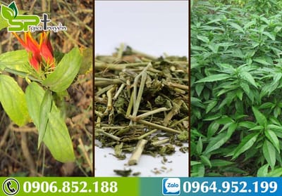 Sự thật về cây Xương Khỉ chữa ung thư