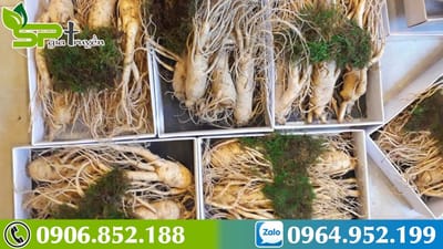 Uống Sâm mát hay nóng? [Góc chia sẻ]