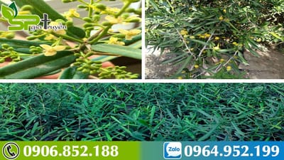 Phân biệt Xáo Tam Phân thật giả