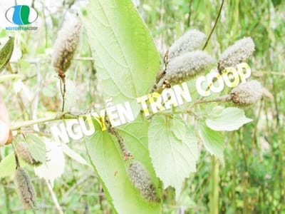 Cây An Xoa còn gọi là cây gì? Đặc điểm nhận dạng