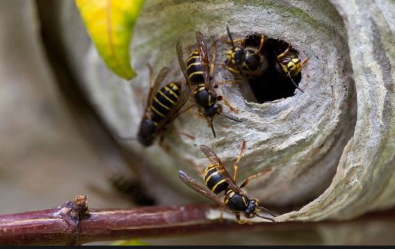 Wasps