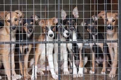 SHELTER DAY&#039;S &quot;TOGETHER WE MARCH&quot; image
