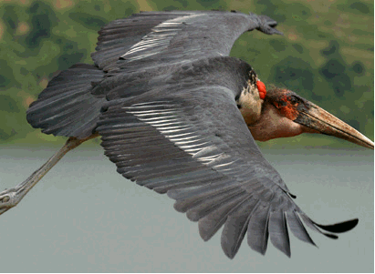 8.Katonga wildlife Reservation: