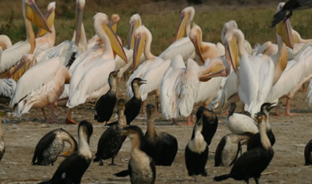 18.Bird Watching: