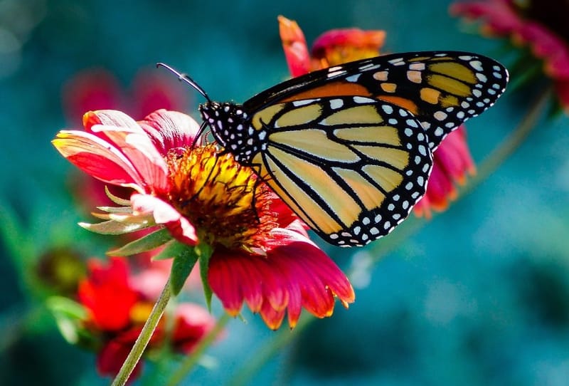 Colored Pencil/Pastel Class at Creative Junk Therapy