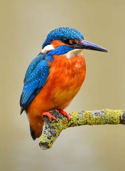 Colored Pencil/Pastel Class at Creative Junk Therapy