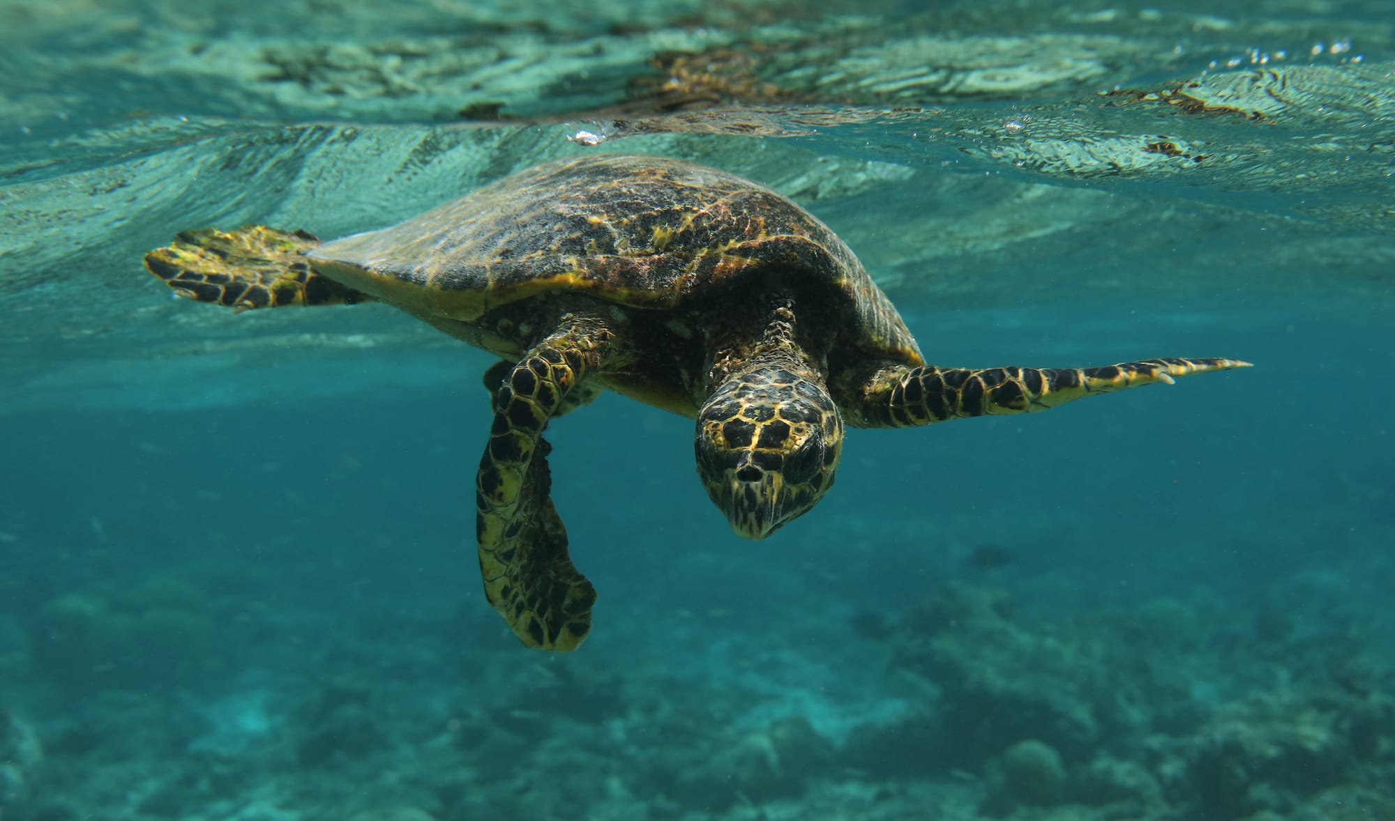 Hawksbill Sea Turtle - Maldives - Fihalhohi