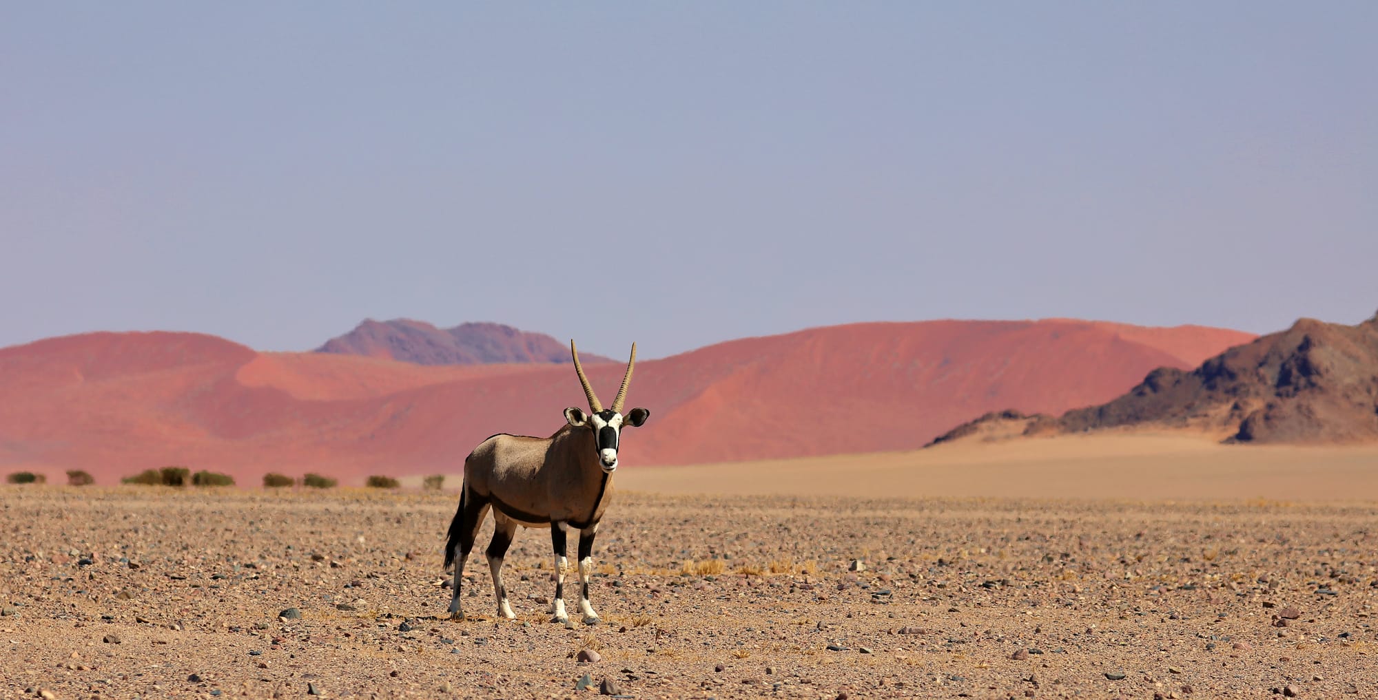 Gemsbok - Namib Desert