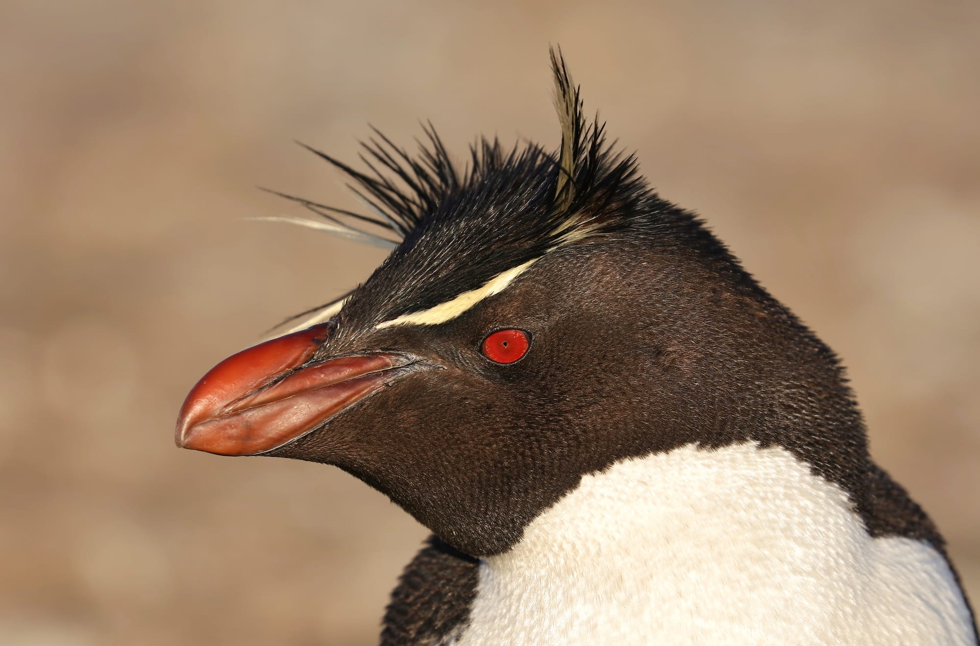 Portrait of Southern Rockhopper Penguin - Bleaker Island