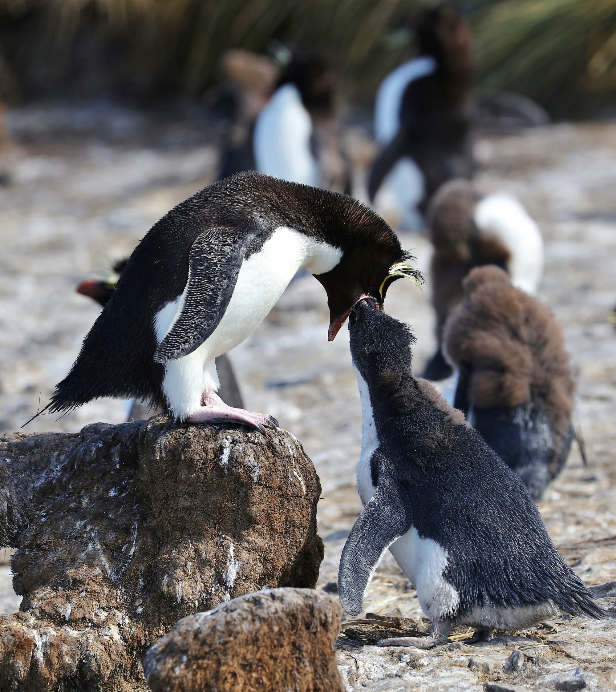 Feeding Southern Rockhopper Penguins - Bleaker Island