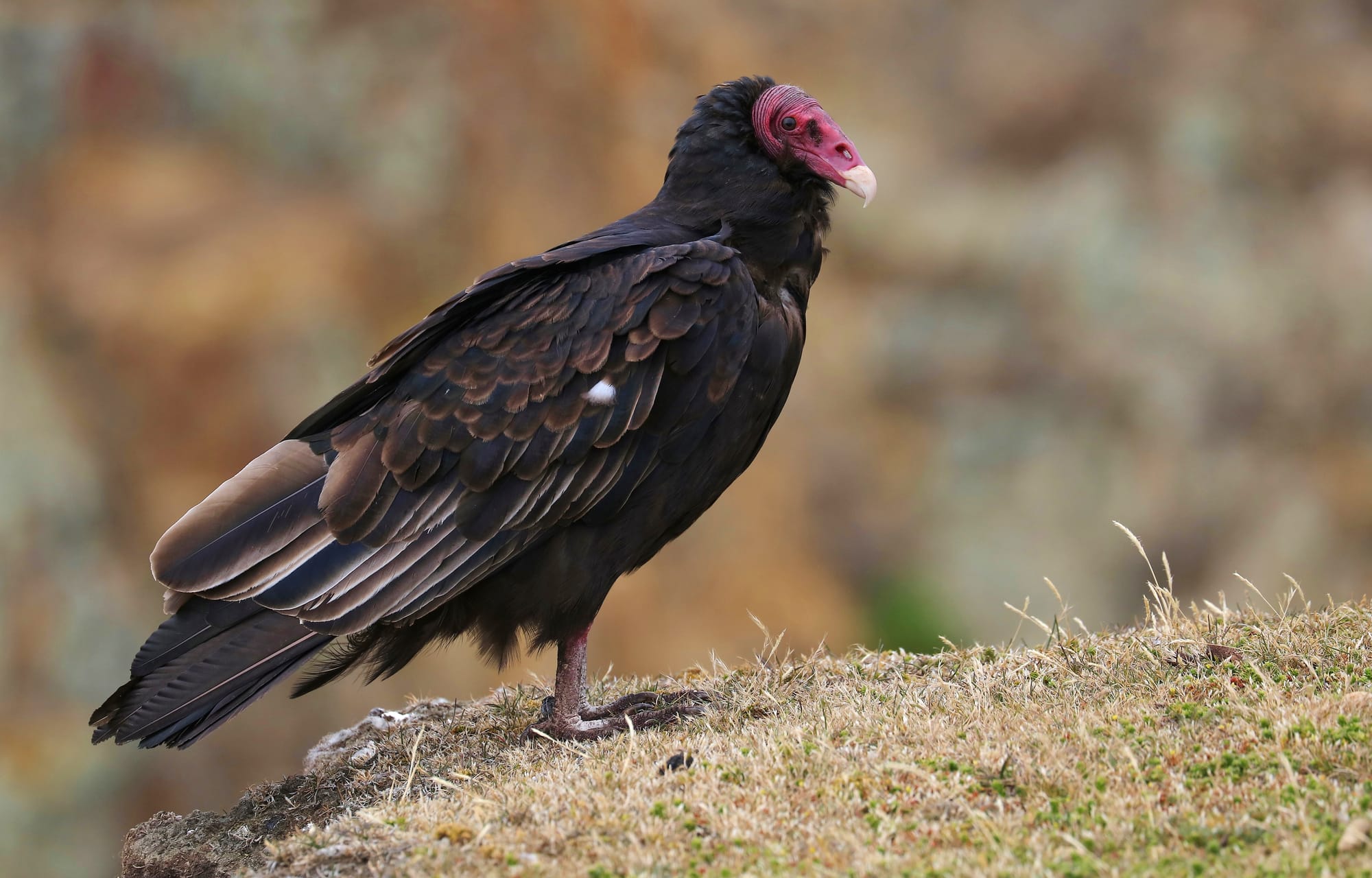 Turkey Vulture - Bleaker Island