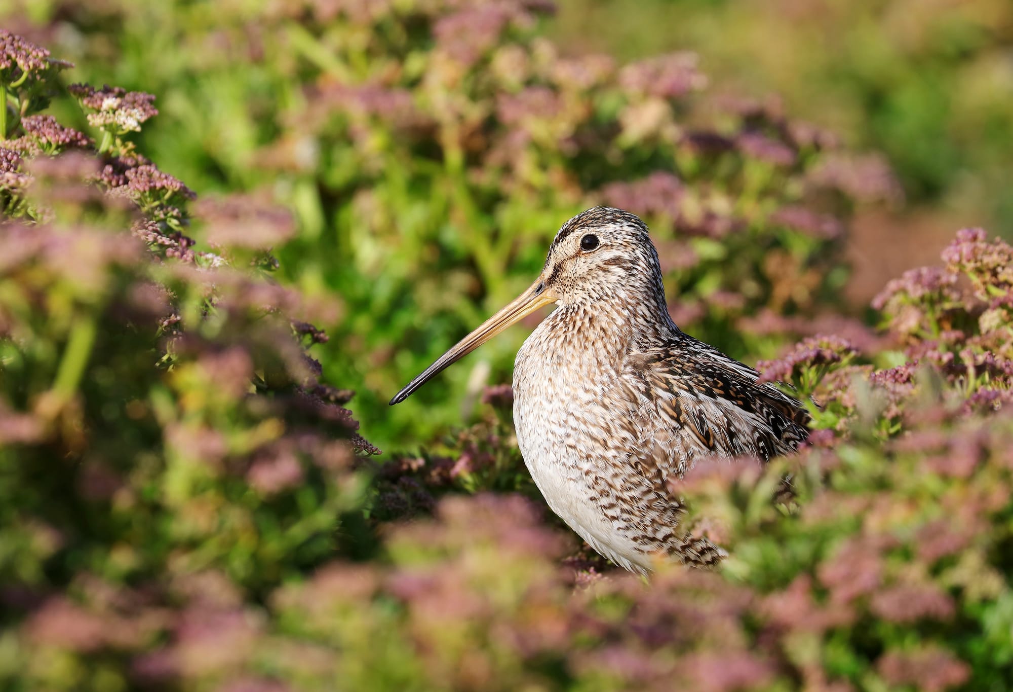 South American Snipe - Sealion Island