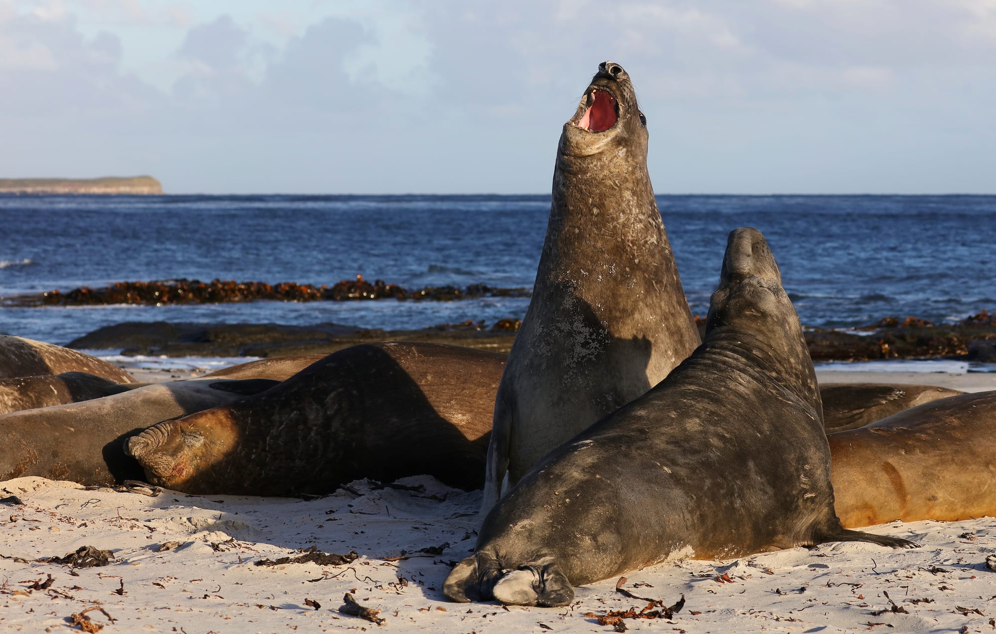 Southern Elephant Seals - Sea lion Island