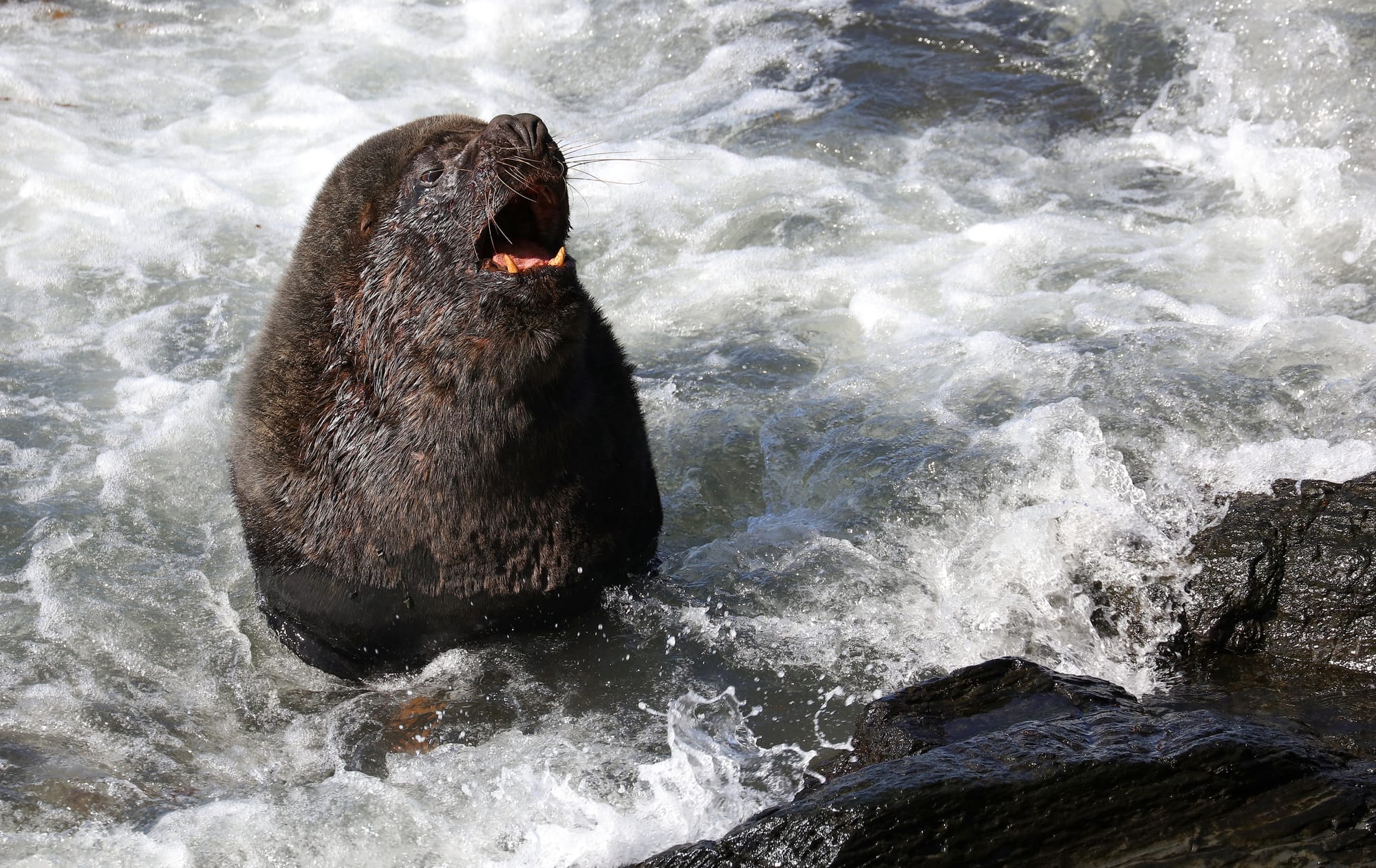 South American Sea Lion - Sealion Island - Falkland Islands