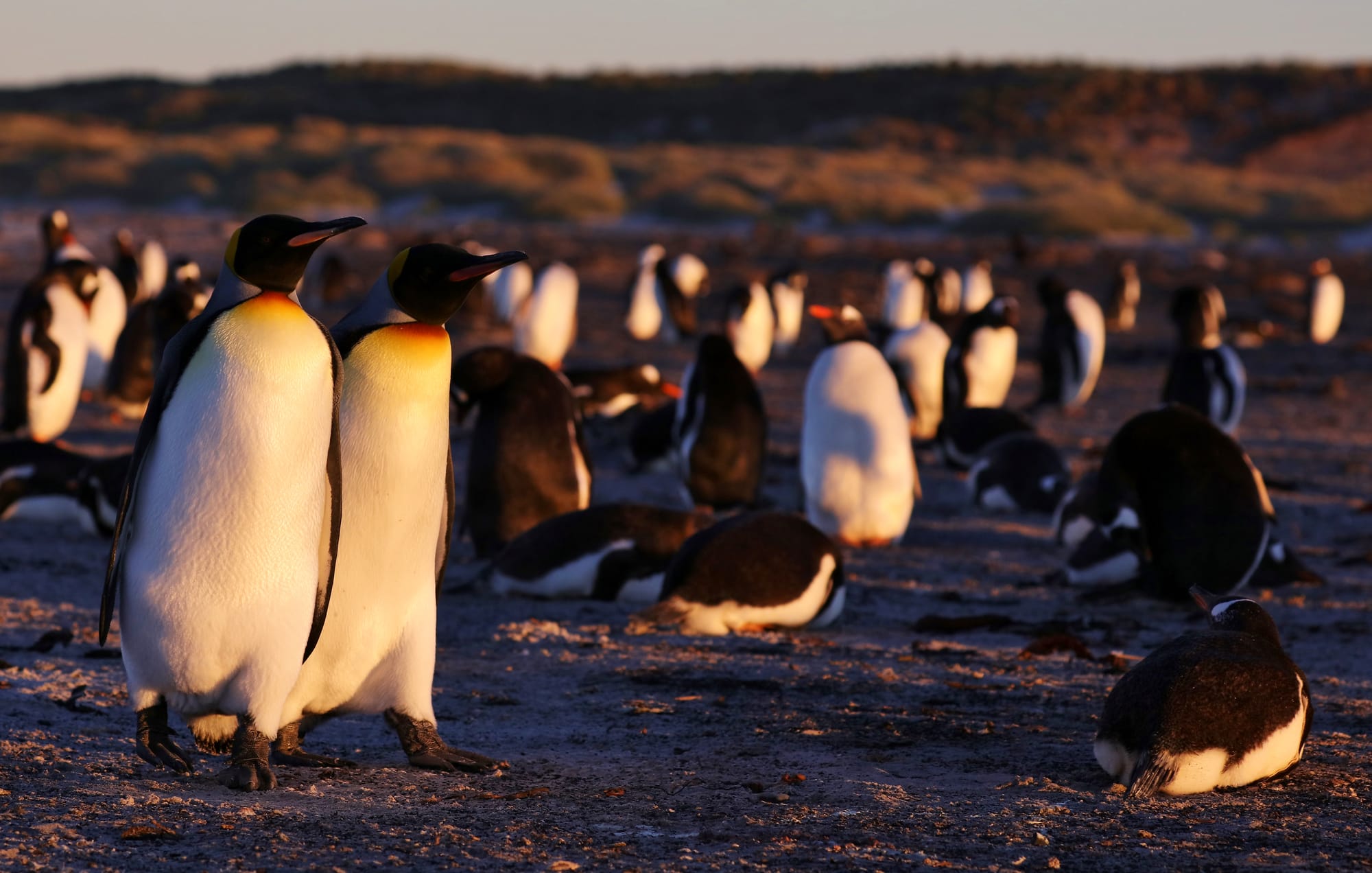 King Penguins - Sealion Island - Falkland Islands