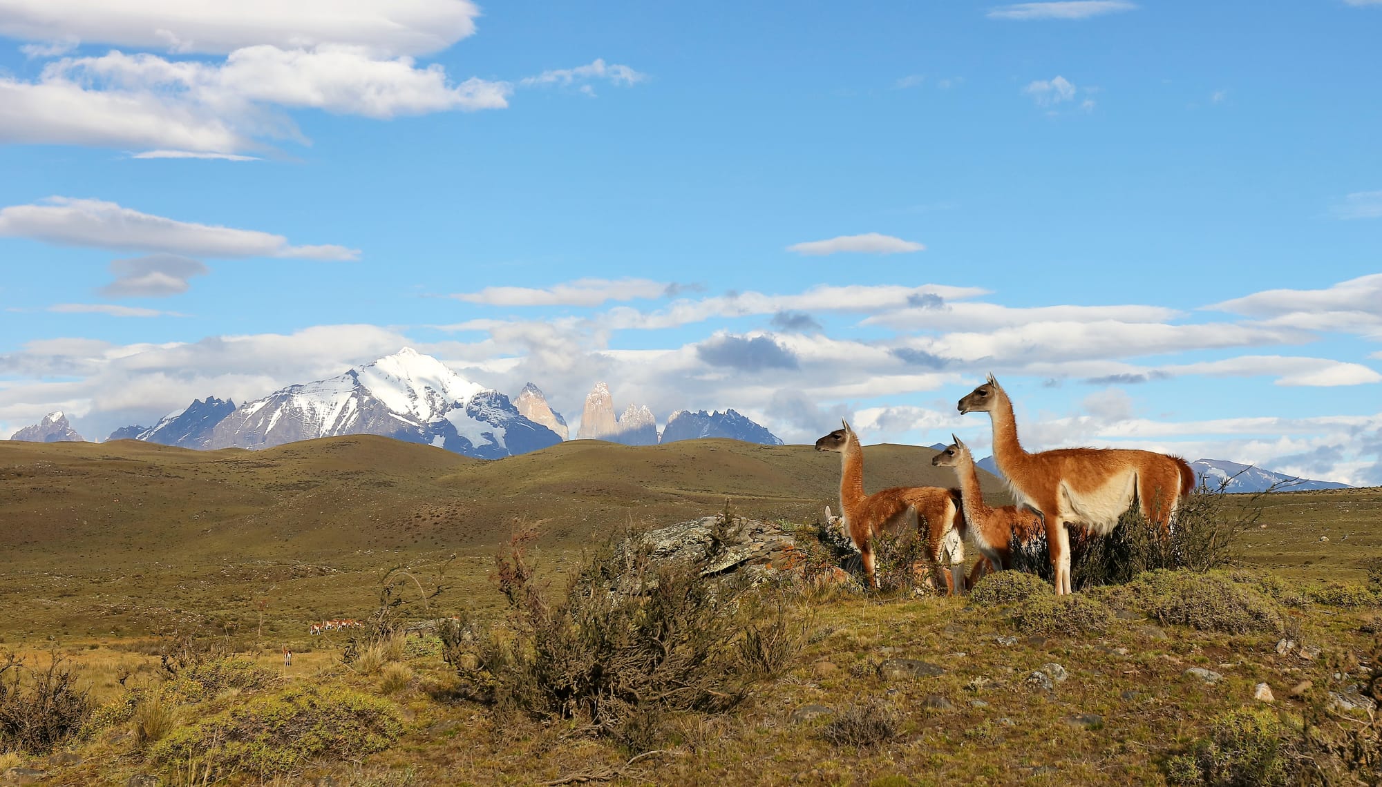 Guanaco - Parque nacional Torres del Paine - Patagonia