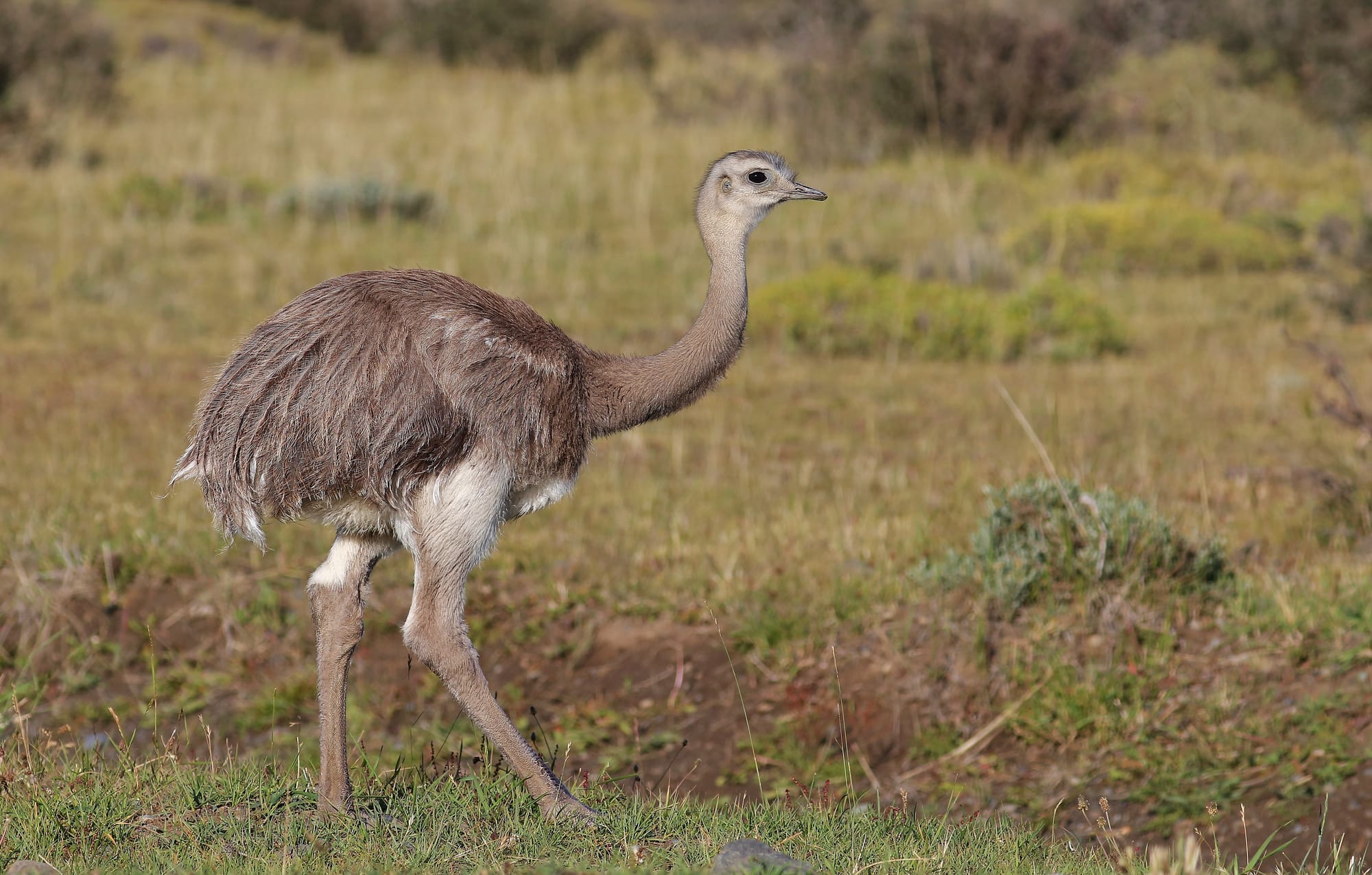 Darwin's Rhea - Torres del Paine National Park - Patagonia