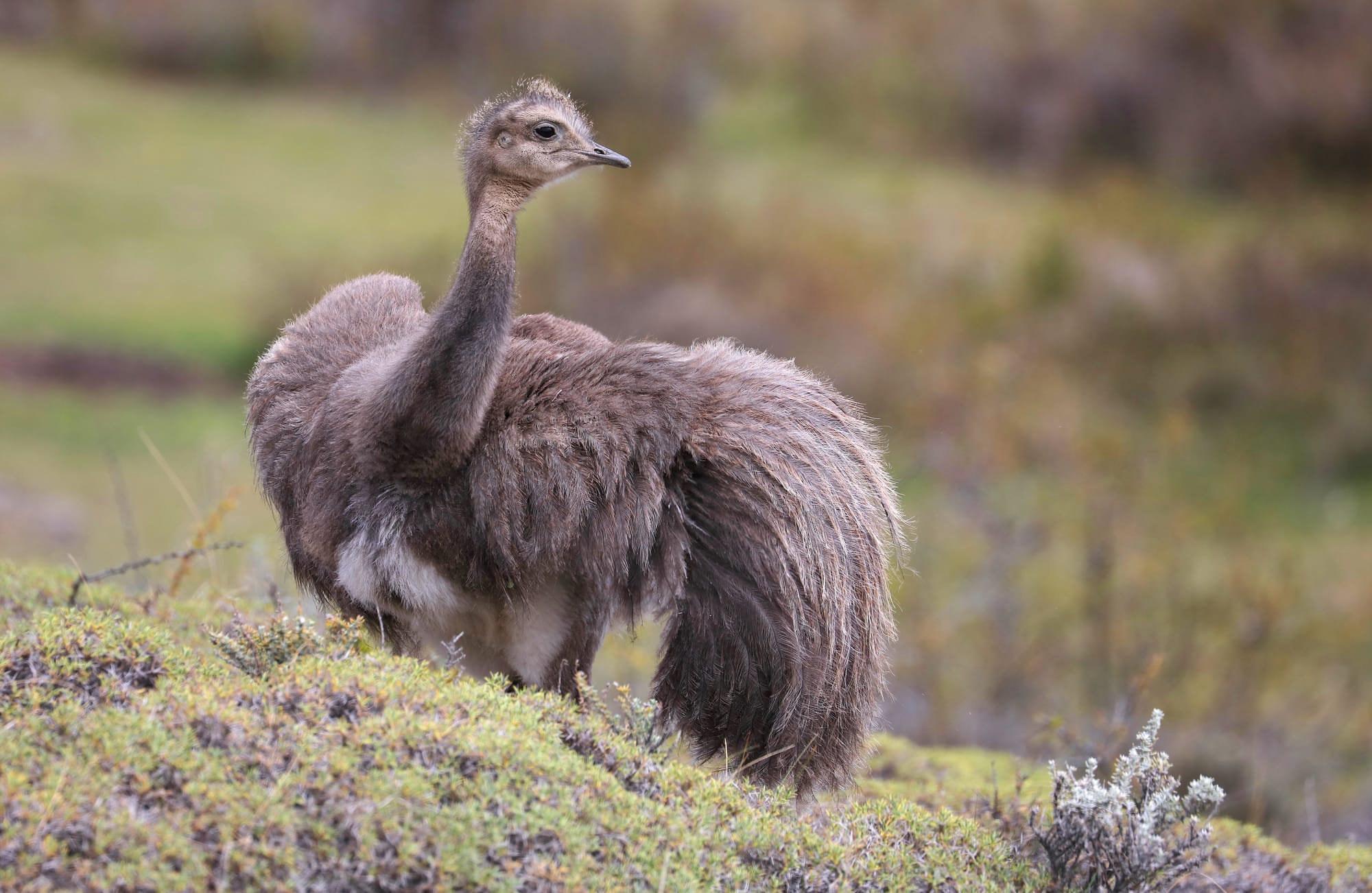 Darwin-Nandu - Torres del Paine Nationalpark - Patagonien