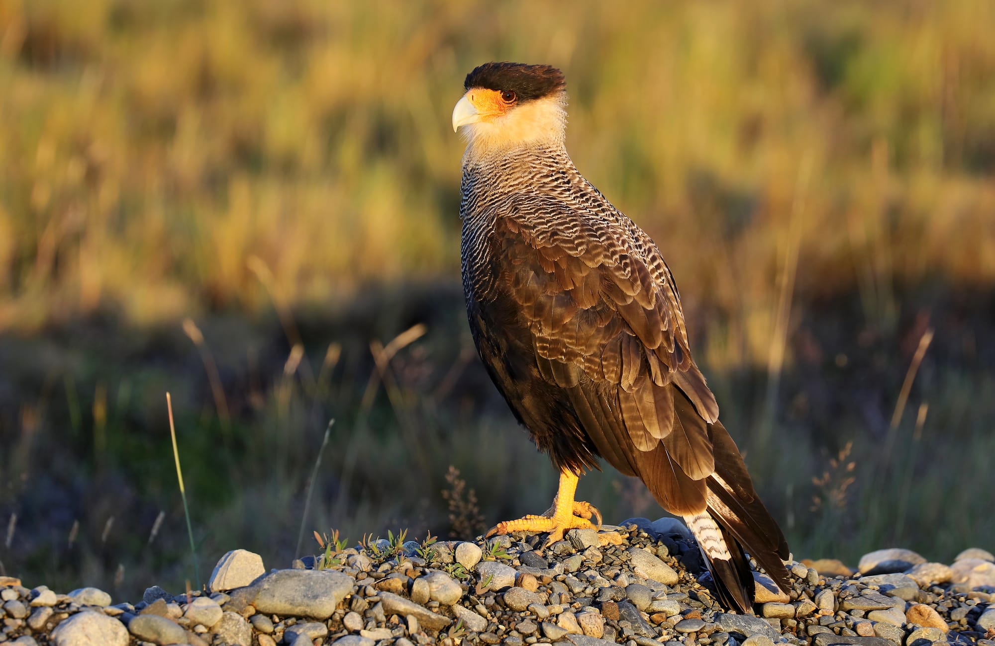 Southern Crested Caracara - Torres del Paine National Park - Patagonia