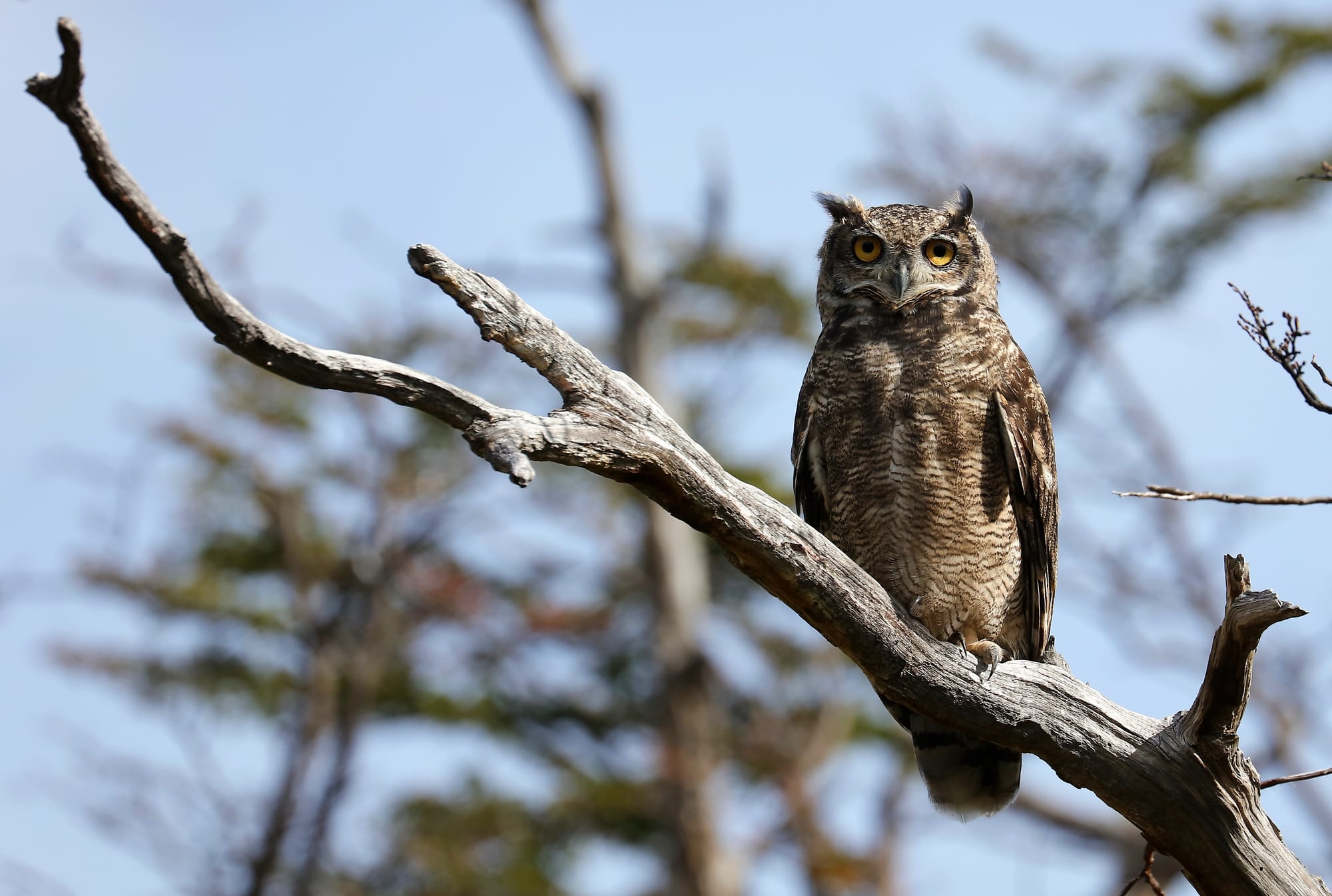 Magellanic Horned Owl - Torres del Paine National Park - Patagonia