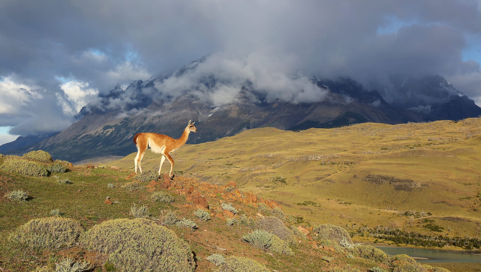 Guanaco - Torres del Paine National Park - Patagonia