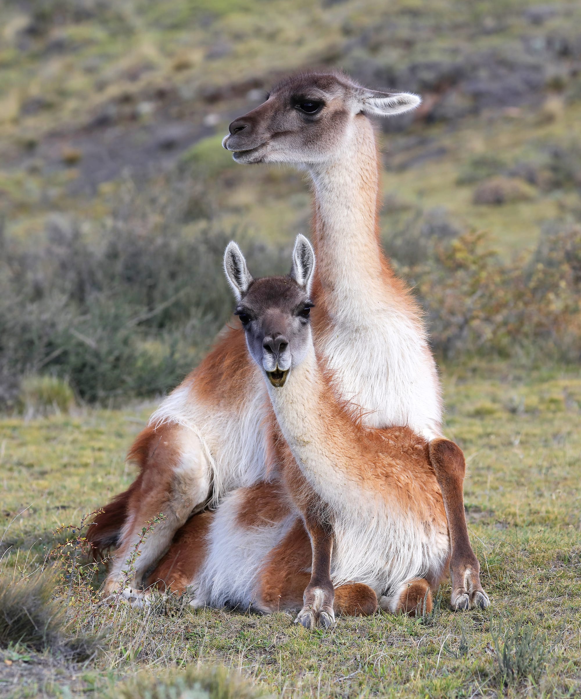 Mating Guanacos - Torres del Paine National Park - Patagonia