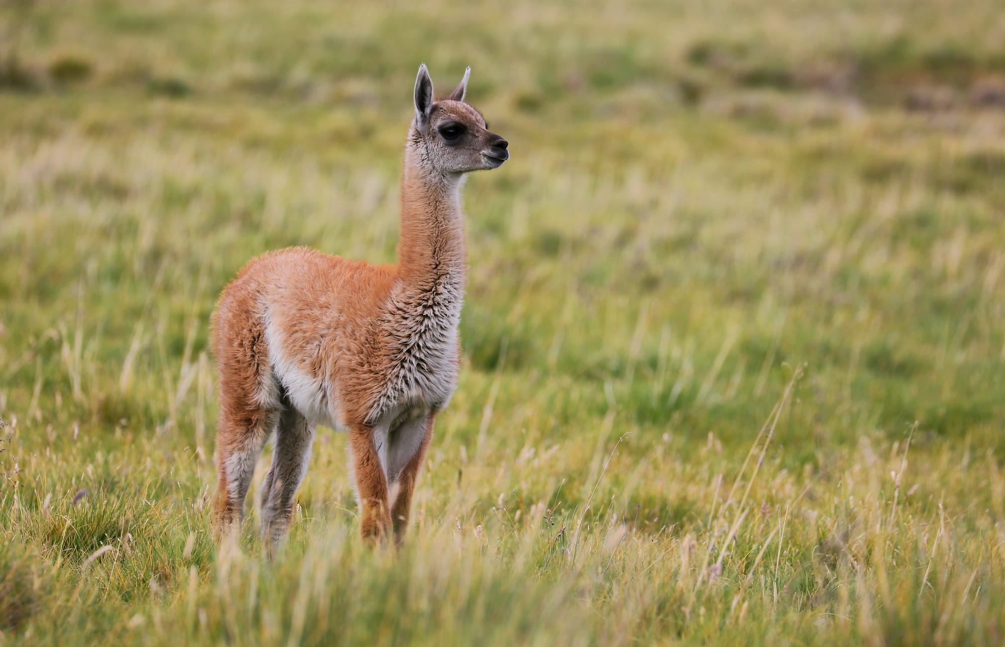 Juvenile Guanaco - Patagonia - Torres del Paine National Park