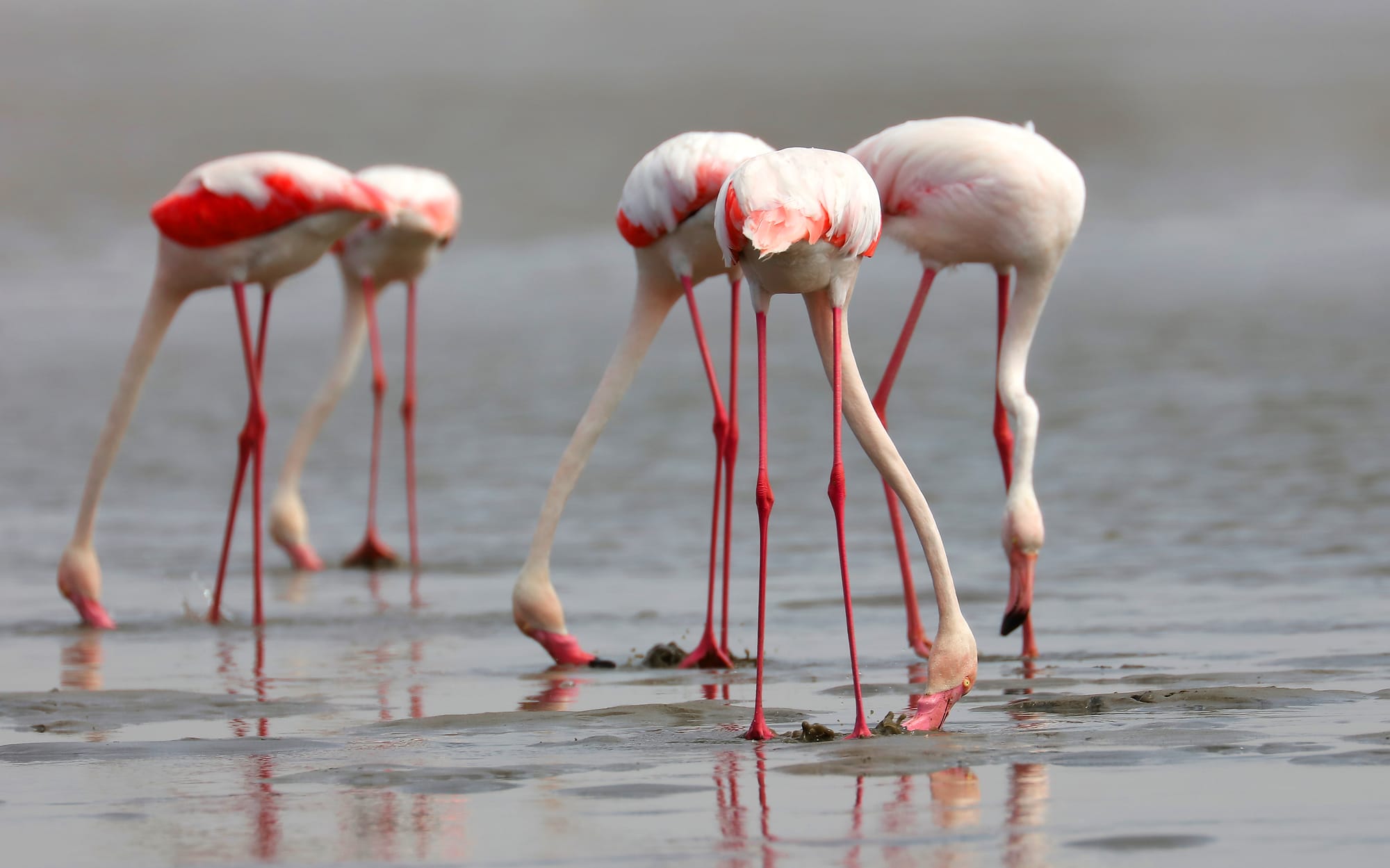 Greater Flamingo - Flamingo Lagoon - Walvis Bay