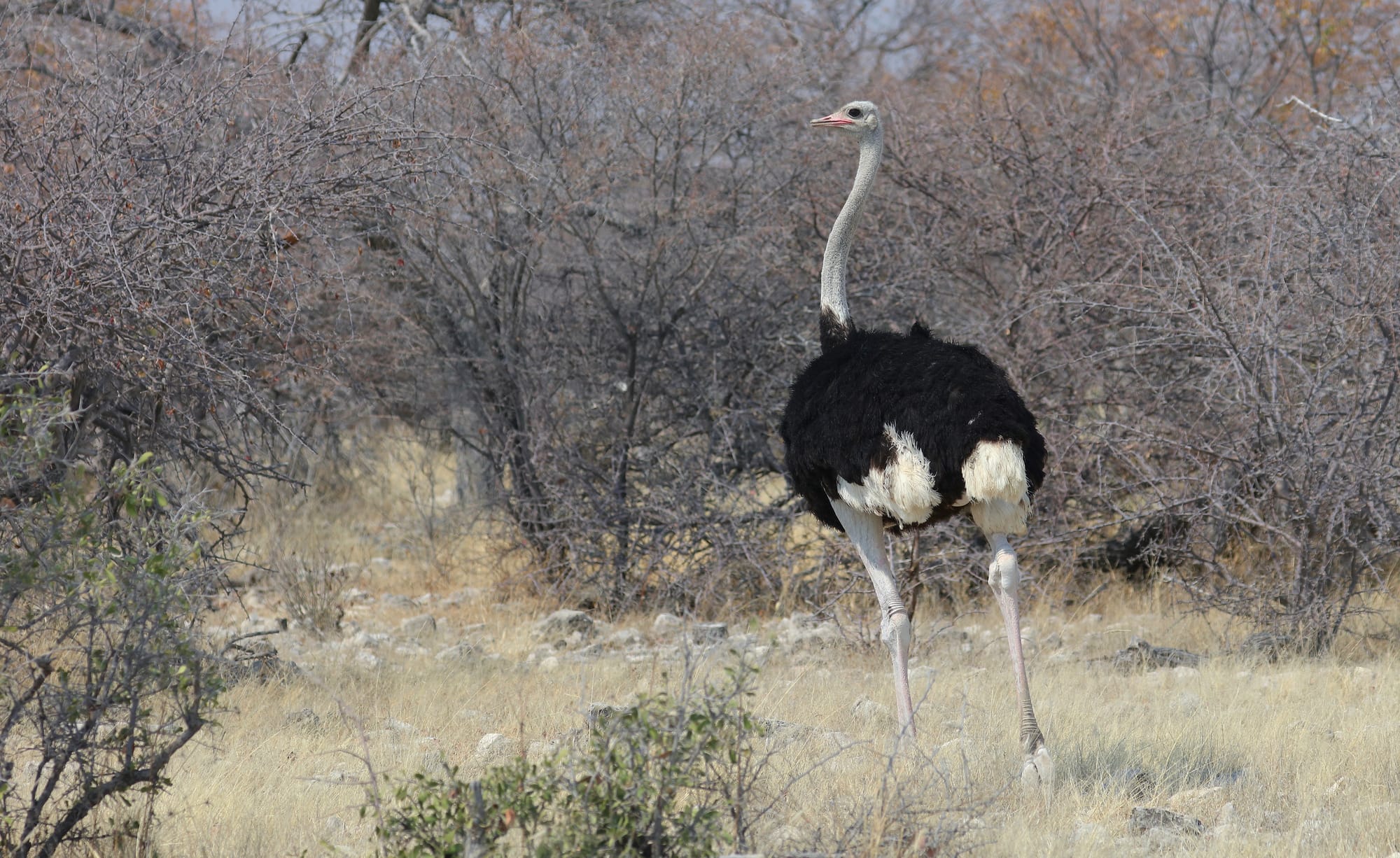 South African Ostrich - Etosha National Park