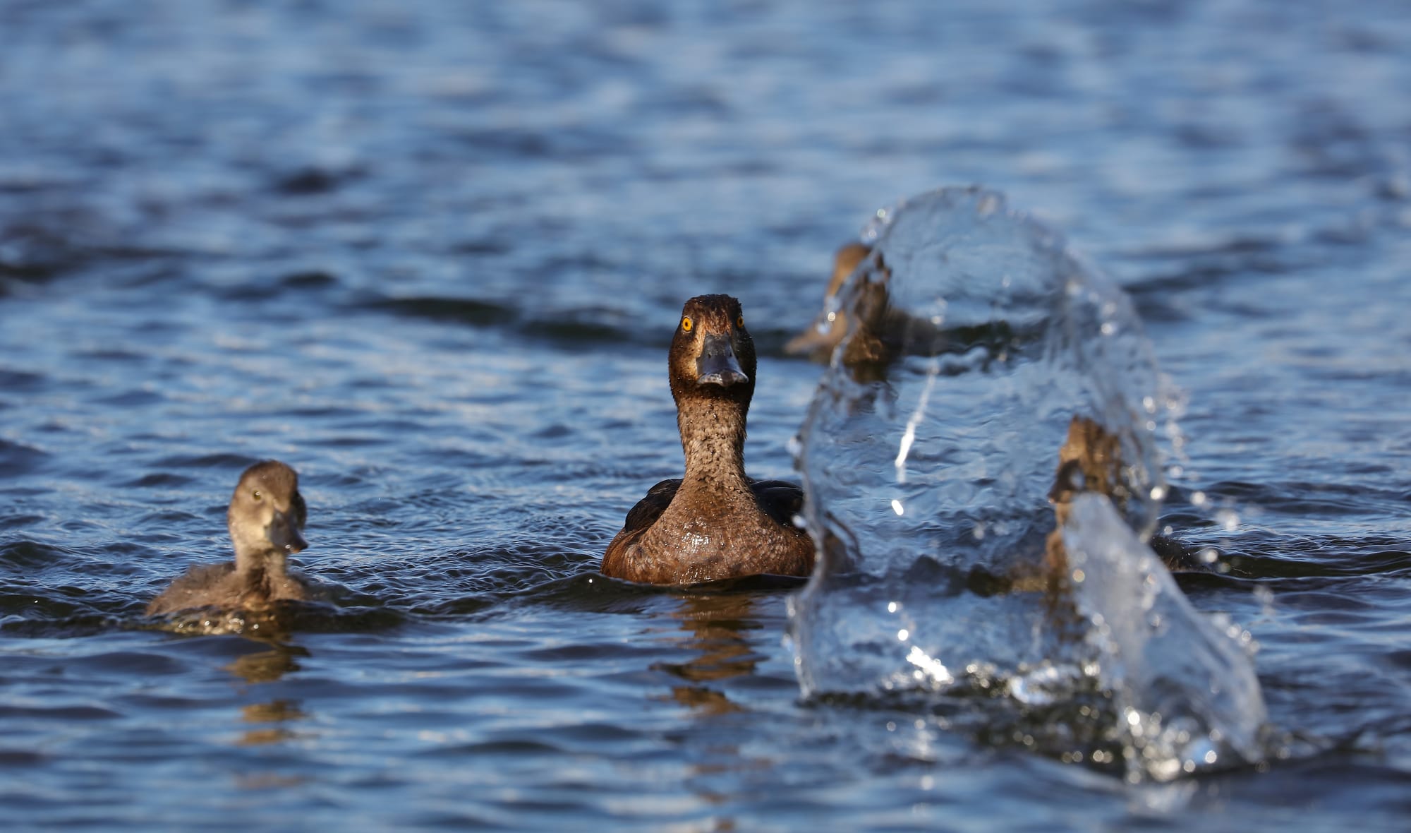 Common Goldeneye - Lake Sils - Engadine - Grisons