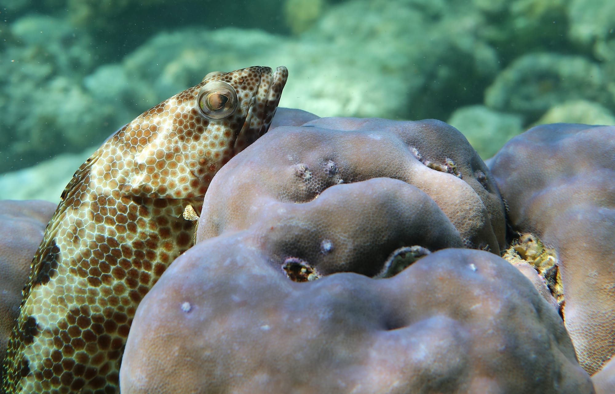 Foursaddle Grouper - Maldives - Fihalhohi