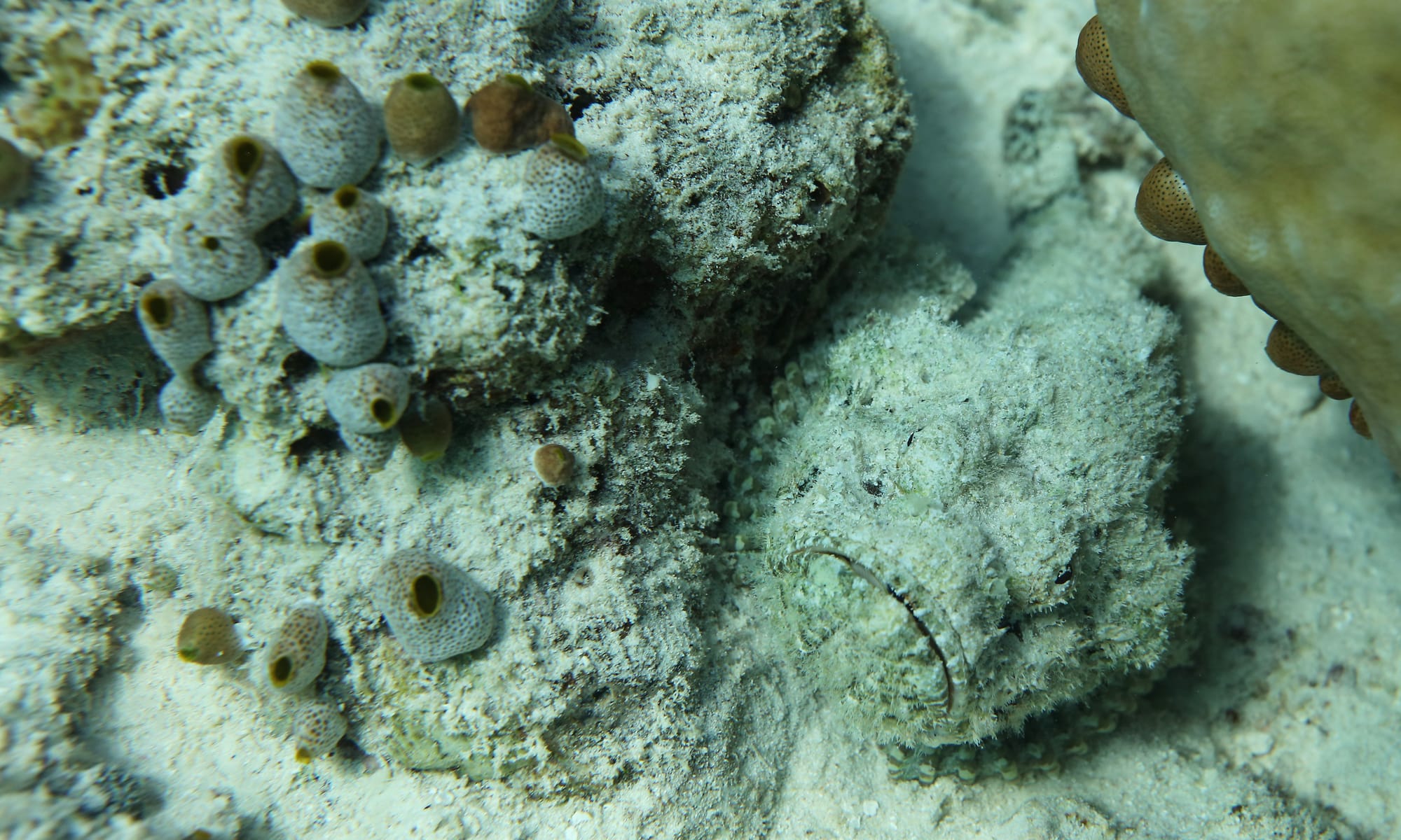 Devil Scorpionfish - Maldives - Fihalhohi