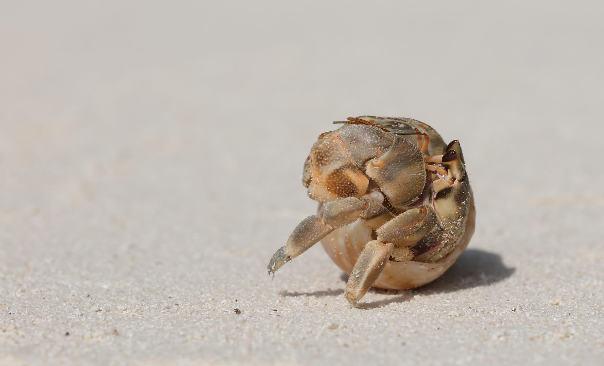 Land Hermit Crab - Maldives - Fihalhohi