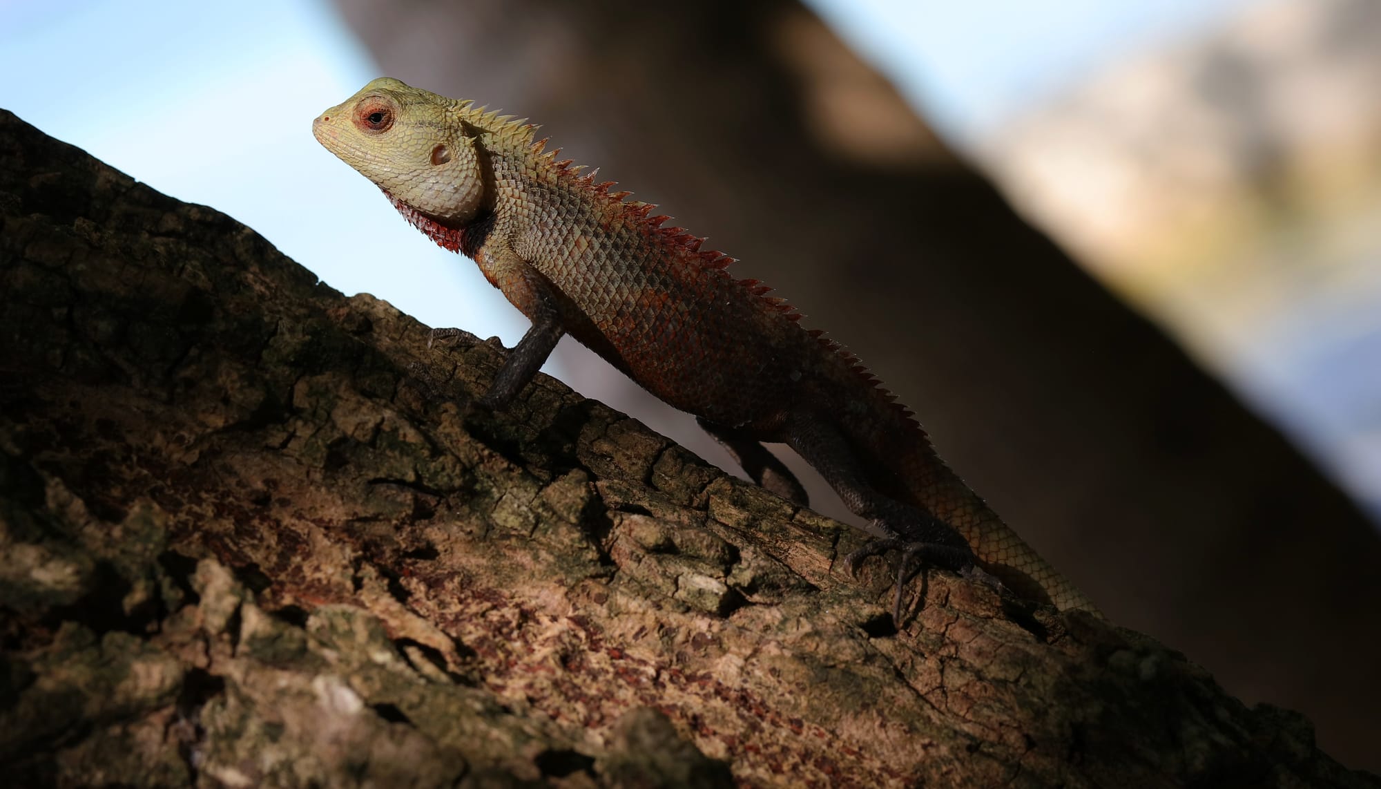 Oriental Garden Lizard - Maldives - Fihalhohi