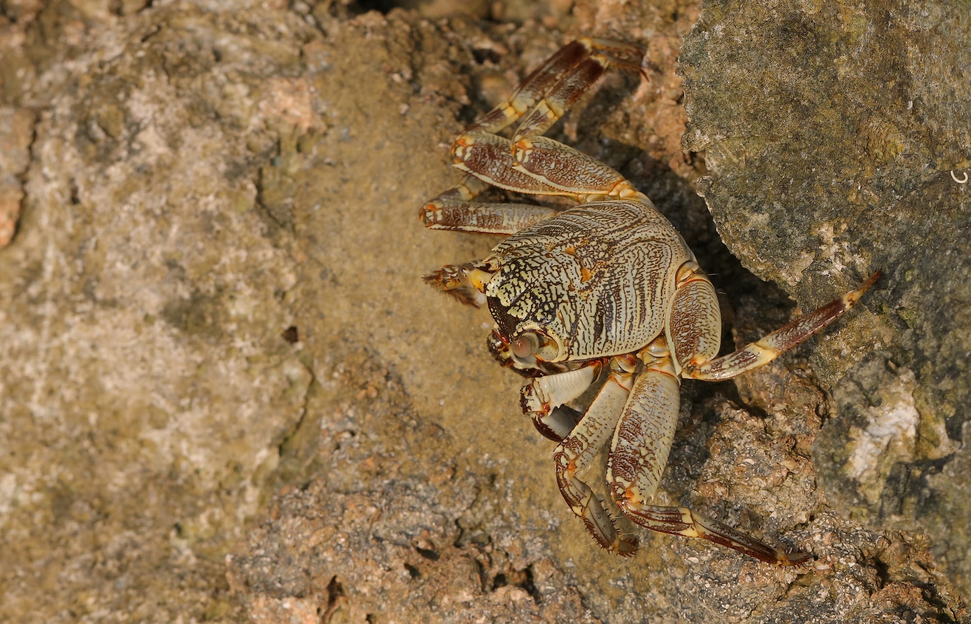 Surf Rock Crab - Maldives - Fihalhohi