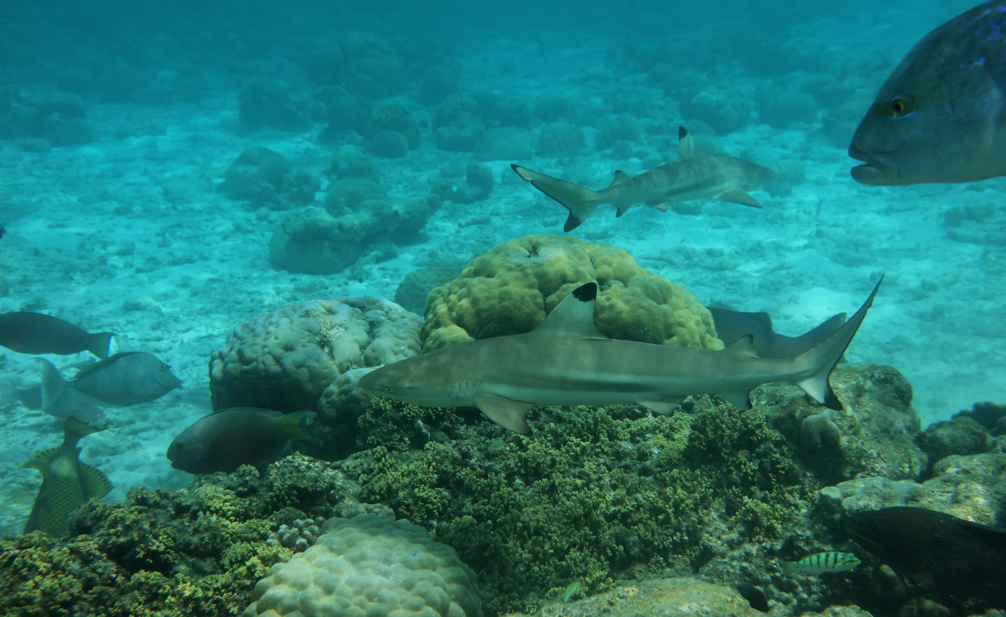 Blacktip Reef Sharks - Fihalhohi - Maldives