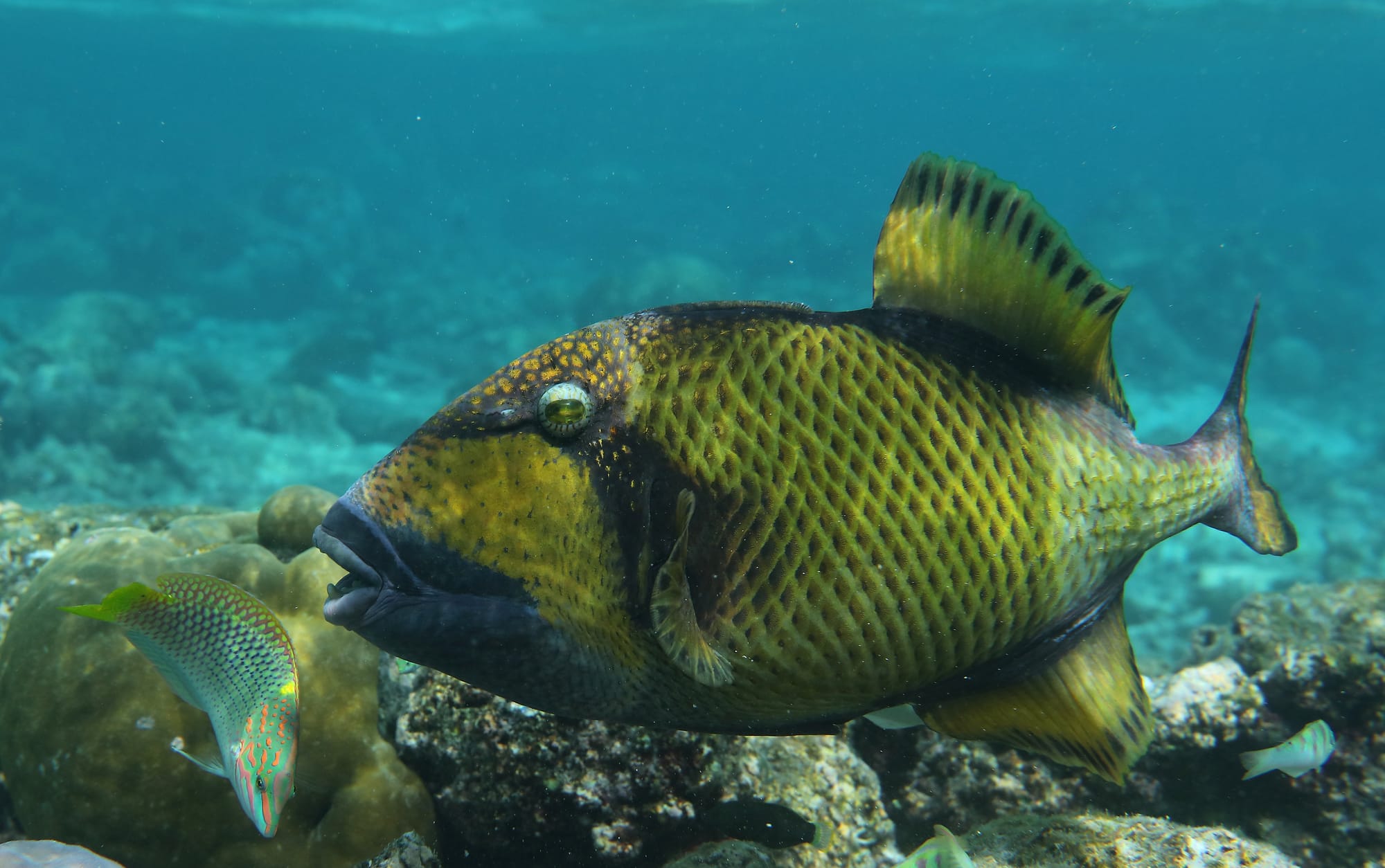 Titan Triggerfish - Surge Wrasse - Fihalhohi - Maldives