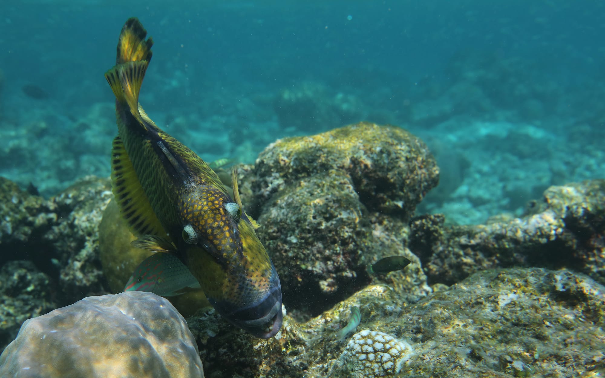 Titan Triggerfish - Surge Wrasse - Fihalhohi - Maldives