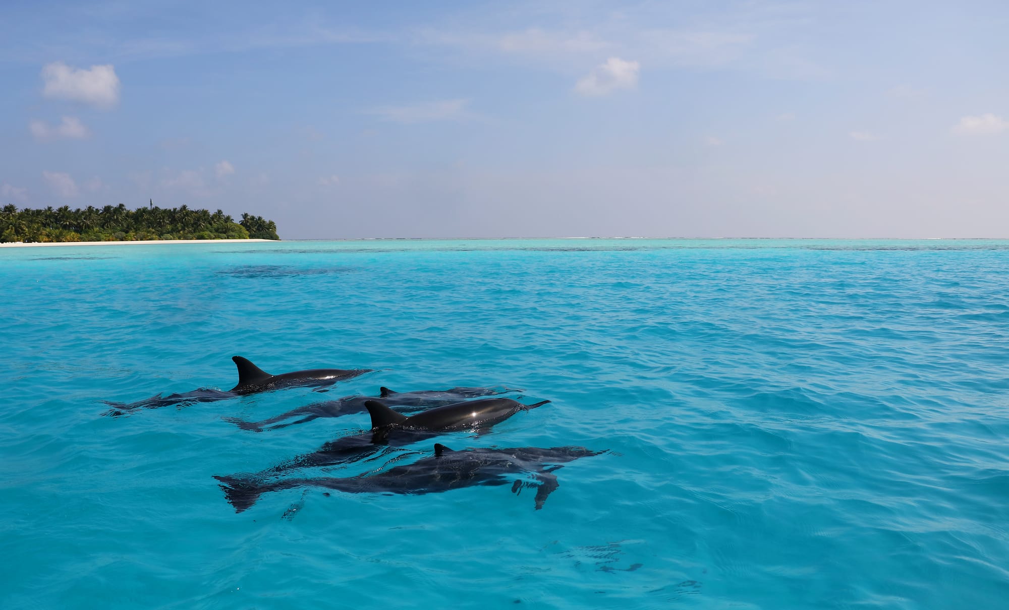 Spinner Dolphins - South Malé Atoll - Maldives