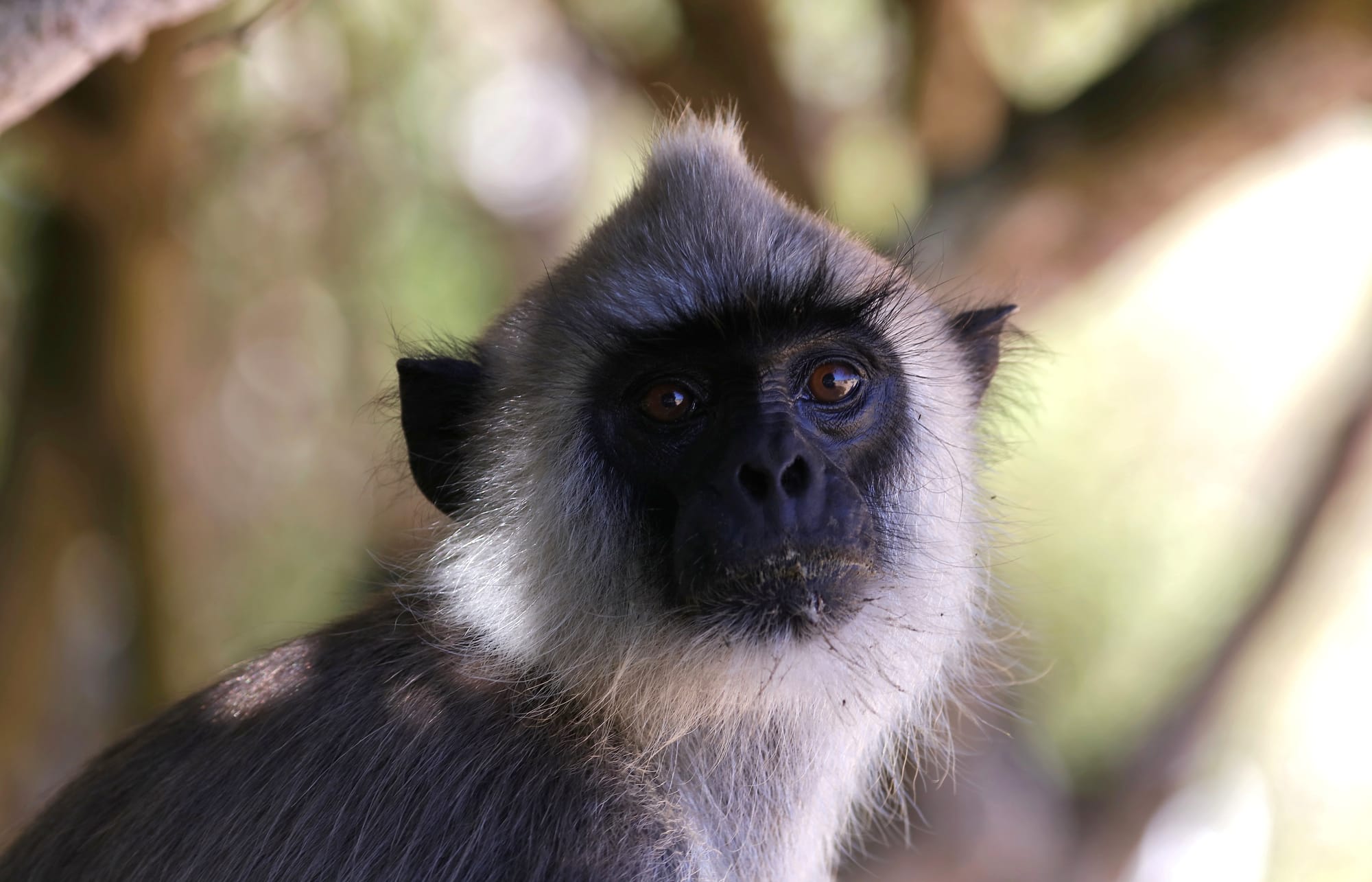 Langur Monkey - Uga Chena Huts