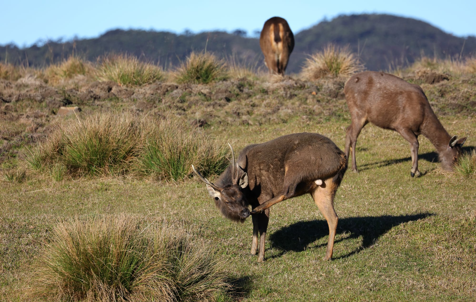 Sri Lankan Sambar Deer - Horton Plains National Park