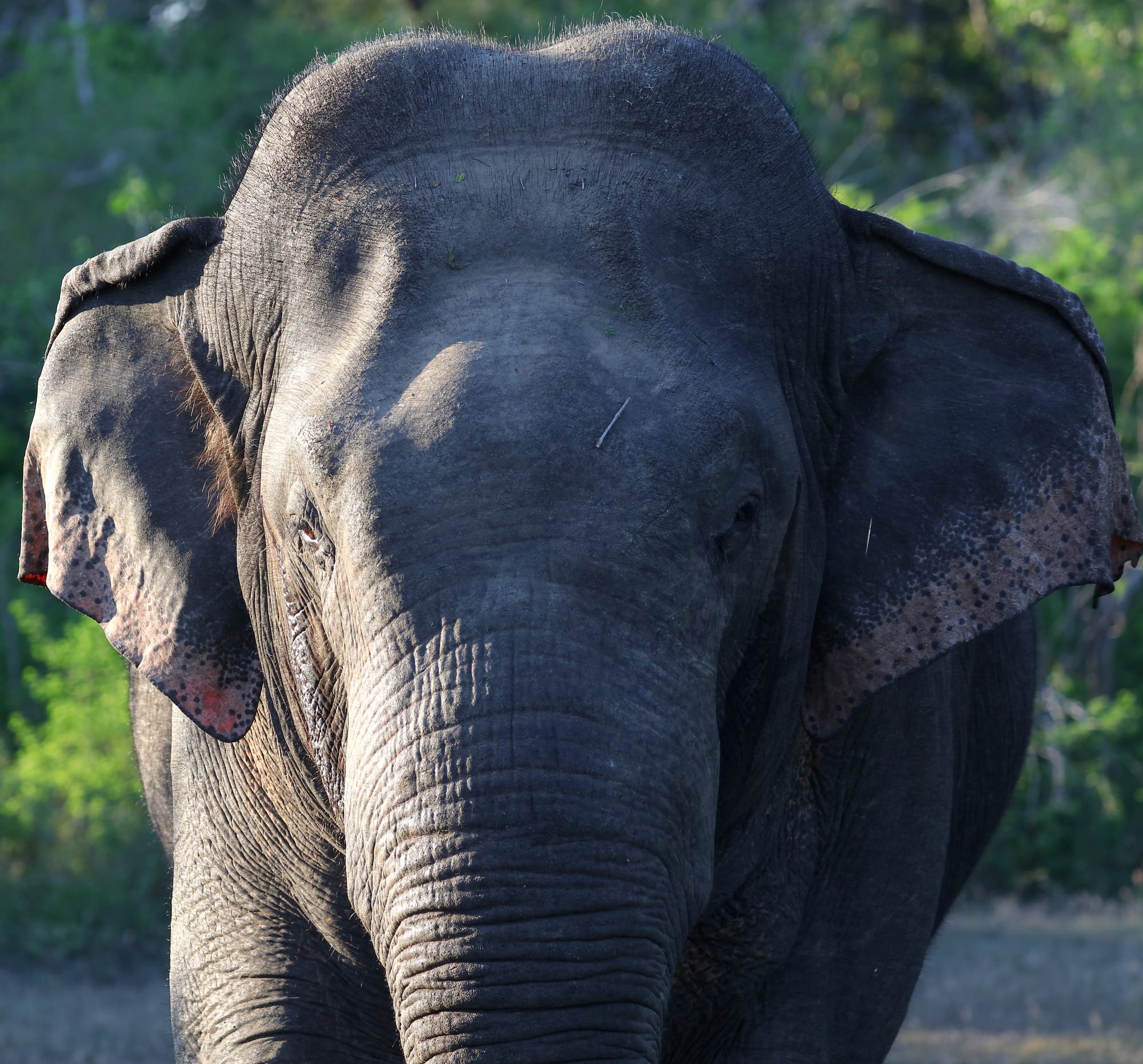 Sri Lankan Elephant - Yala National Park