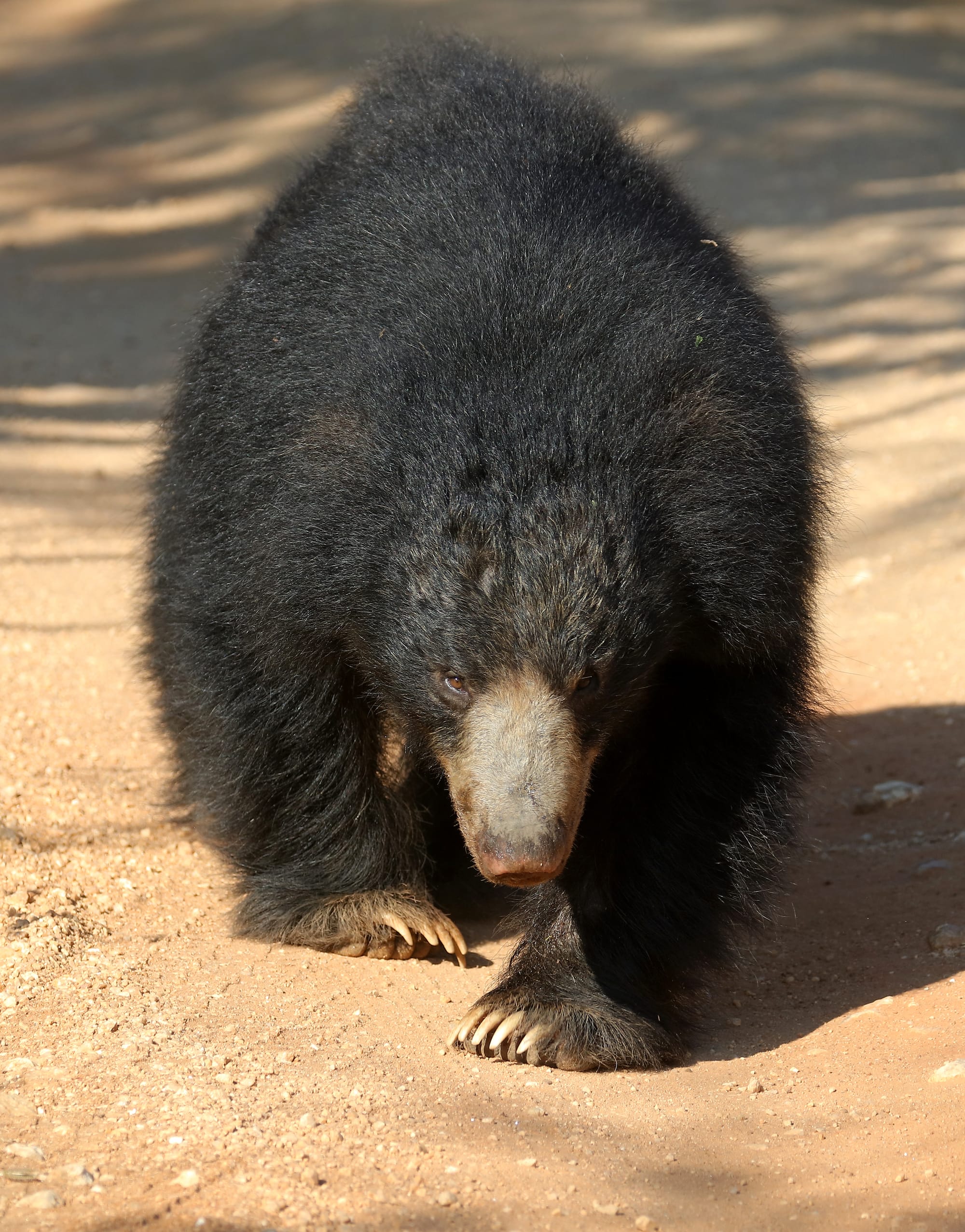 Sloth Bear - Yala National Park