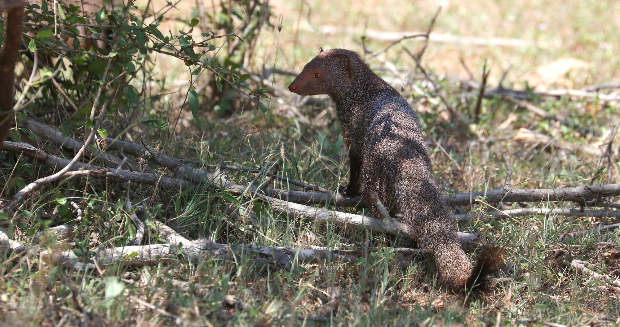 Ruddy Mongoose - Yala National Park