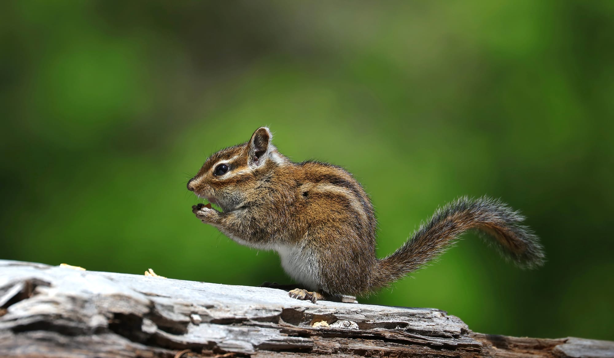 Townsend's Chipmunk - Lost Lake - Mount Hood National Forest