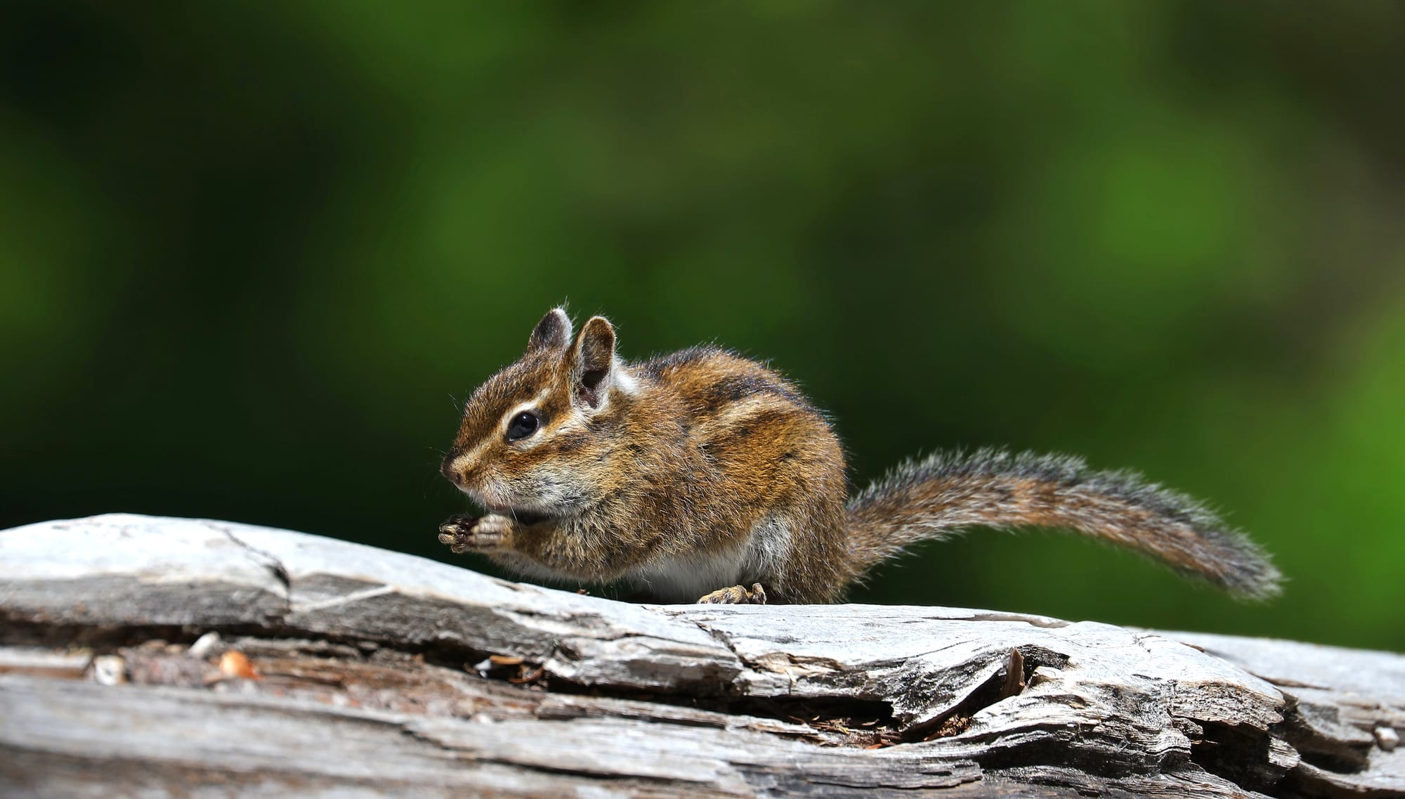 Townsend's Chipmunk - Lost Lake - Mount Hood National Forest