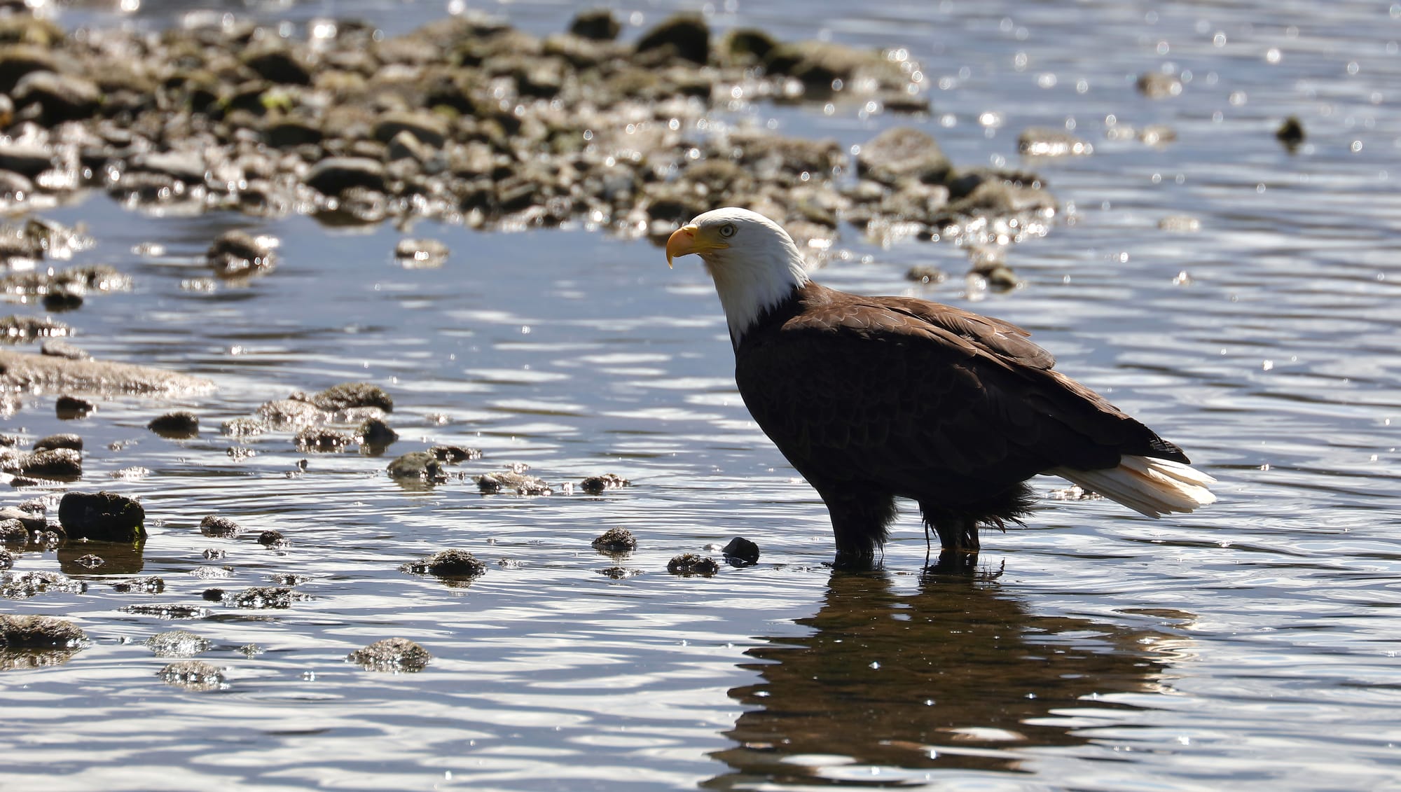 Bald Eagle - Alberni Valley - Vancouver Island