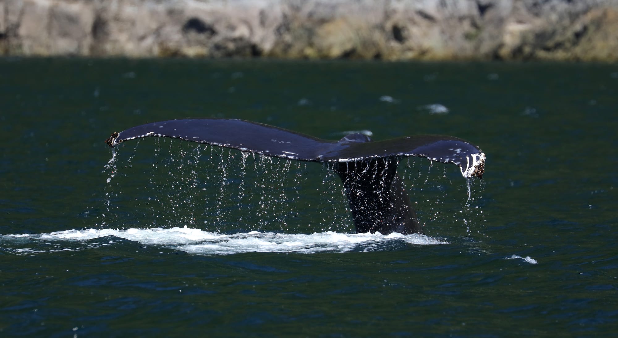 Humpback Whale - British Columbia